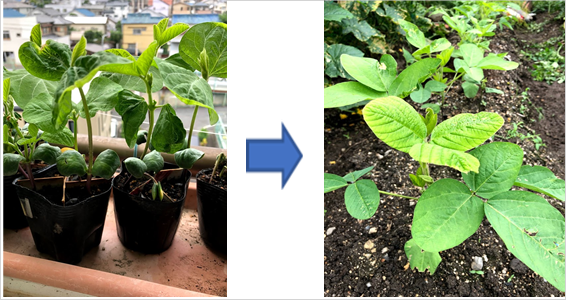 週末の家庭菜園 黒豆の育て方 栽培方法 Saichan51